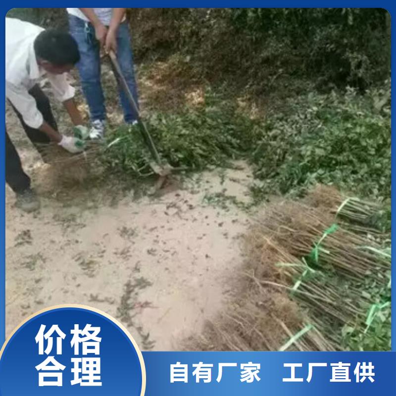 花椒苗-李子苗自營品質(zhì)有保障
