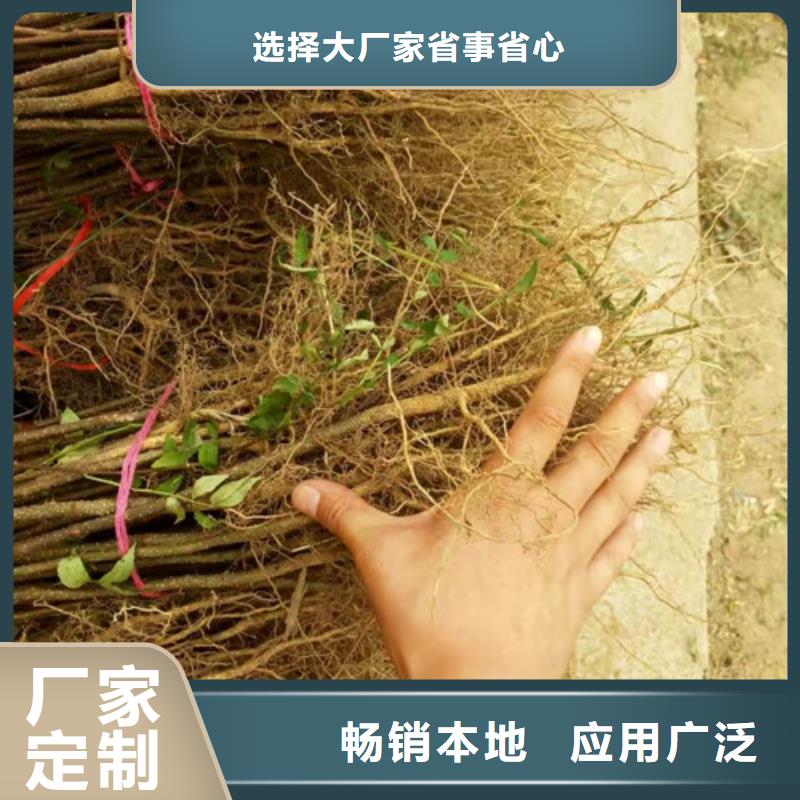 花椒苗,板栗苗專(zhuān)注細(xì)節(jié)更放心