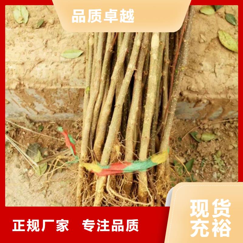 花椒苗板栗苗可接急单
