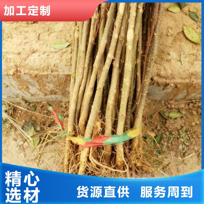 花椒苗板栗苗可接急单