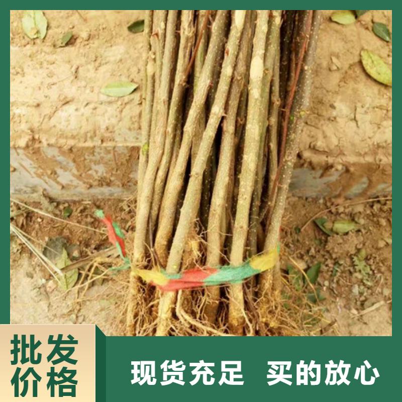花椒苗精心打造