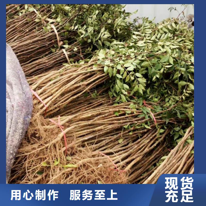 花椒苗,核桃苗質(zhì)檢嚴(yán)格放心品質(zhì)