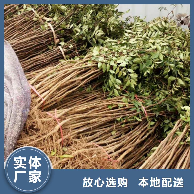 花椒苗板栗苗可接急单