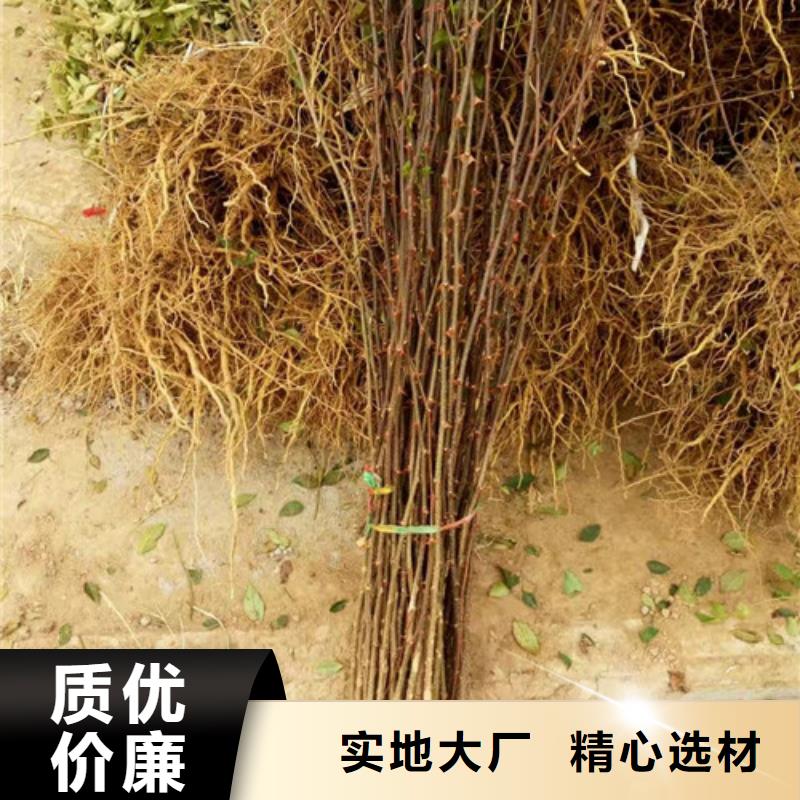 花椒苗桃樹苗廠家精選