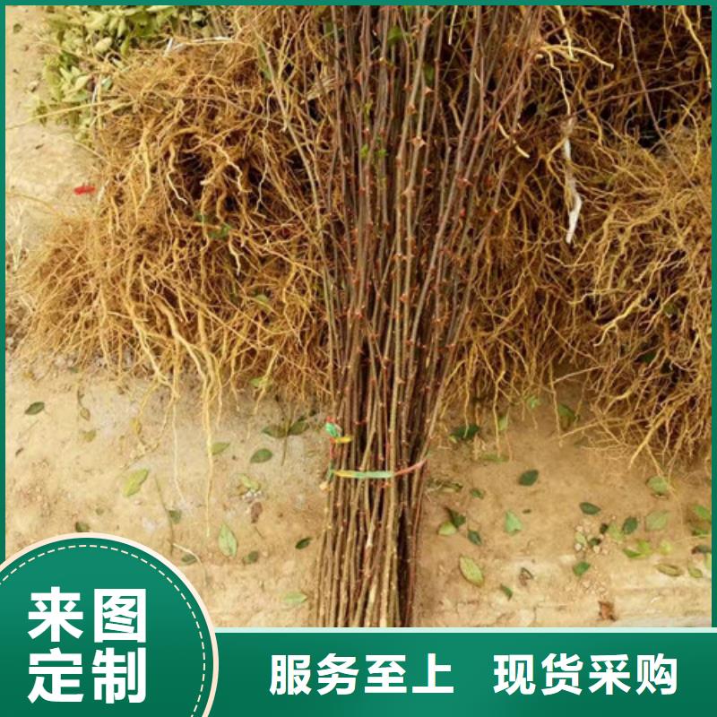 花椒苗板栗苗可接急单