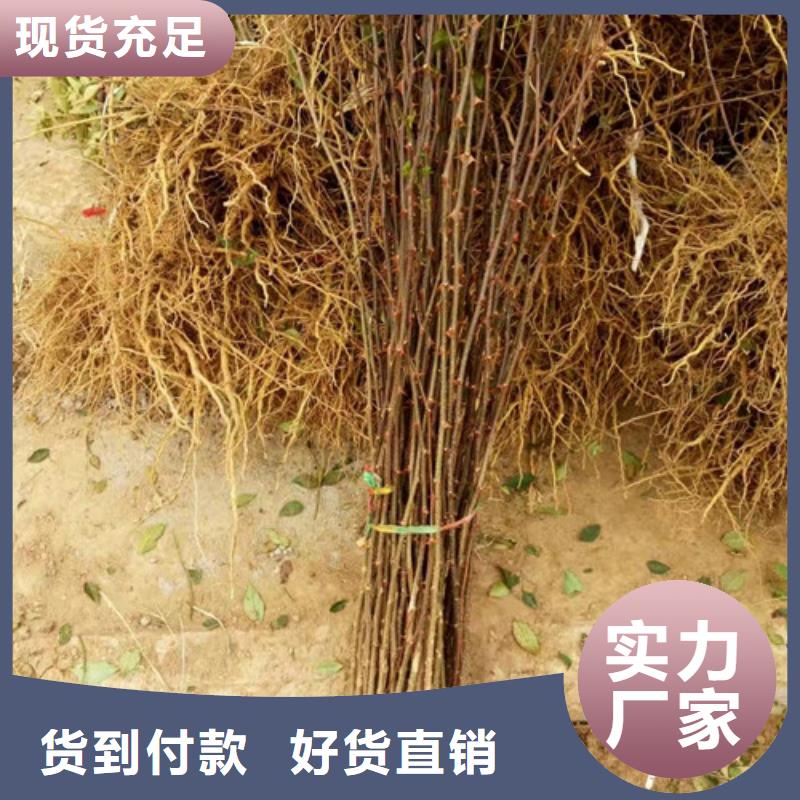 花椒苗板栗苗可接急单
