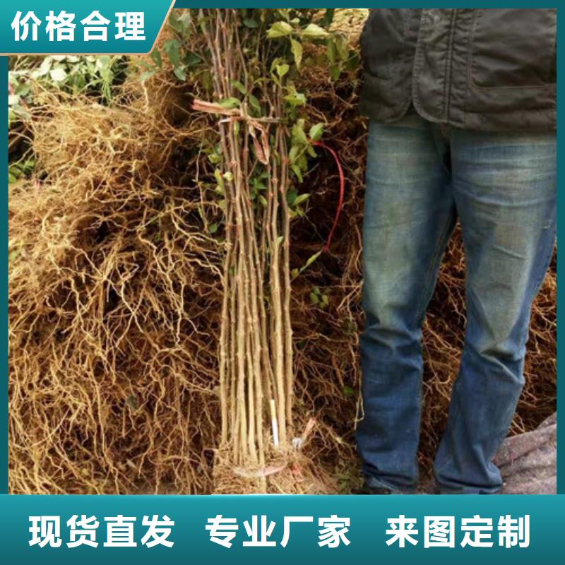 花椒苗板栗苗可接急单
