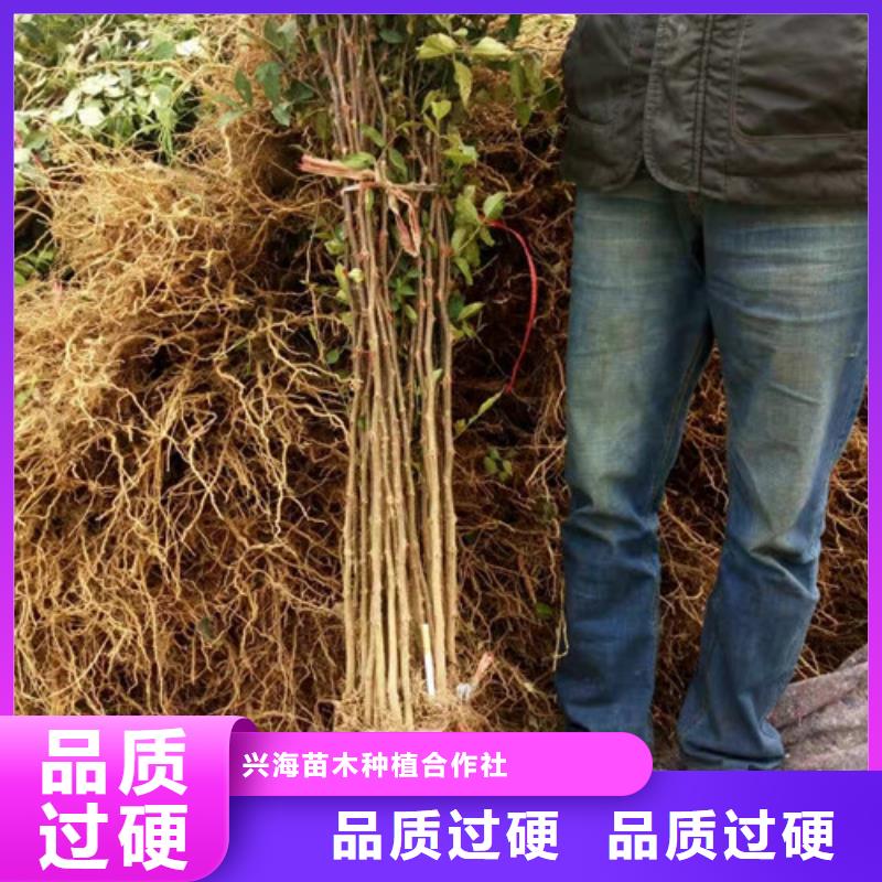花椒苗,板栗苗工廠直營