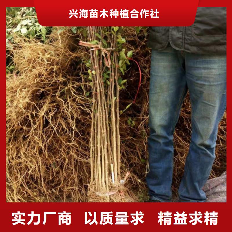花椒苗-蓝莓苗支持大小批量采购