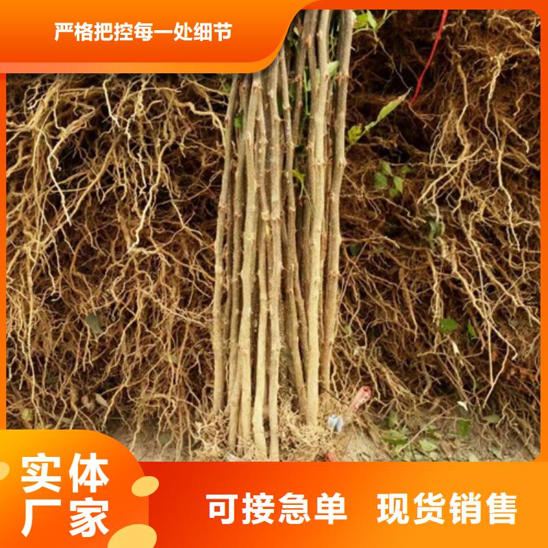 花椒苗精心打造
