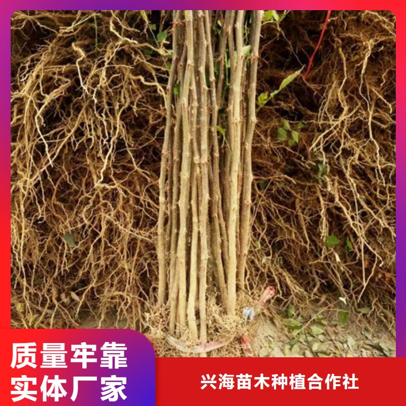 花椒苗藍(lán)莓苗甄選好物