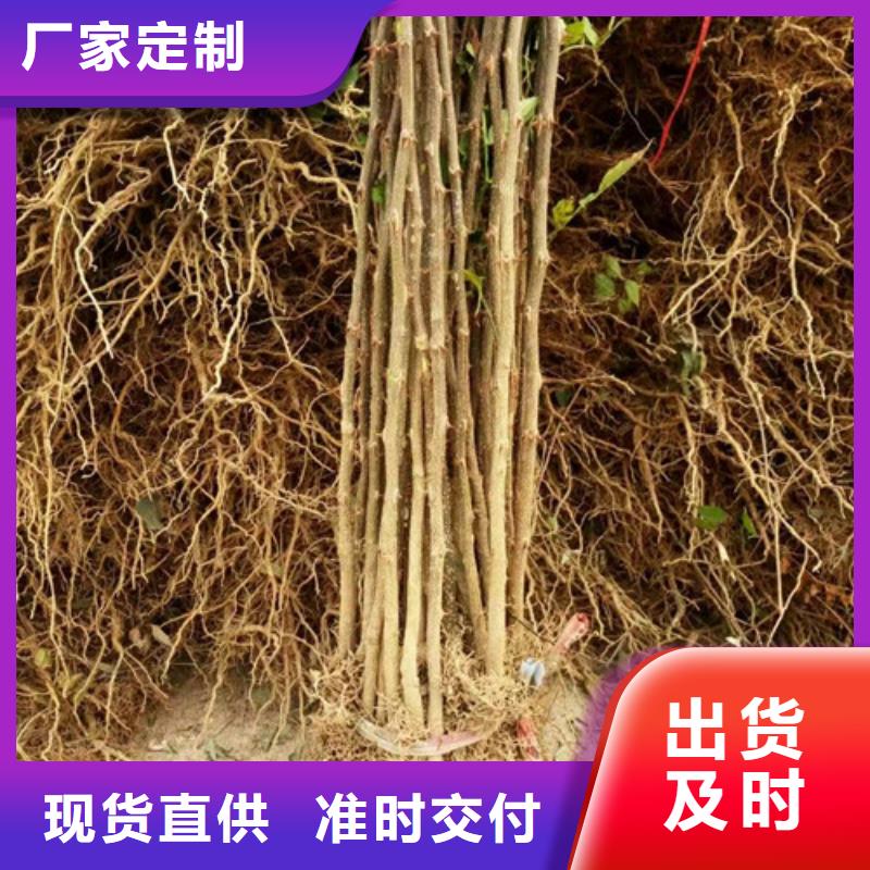 花椒苗板栗苗订购