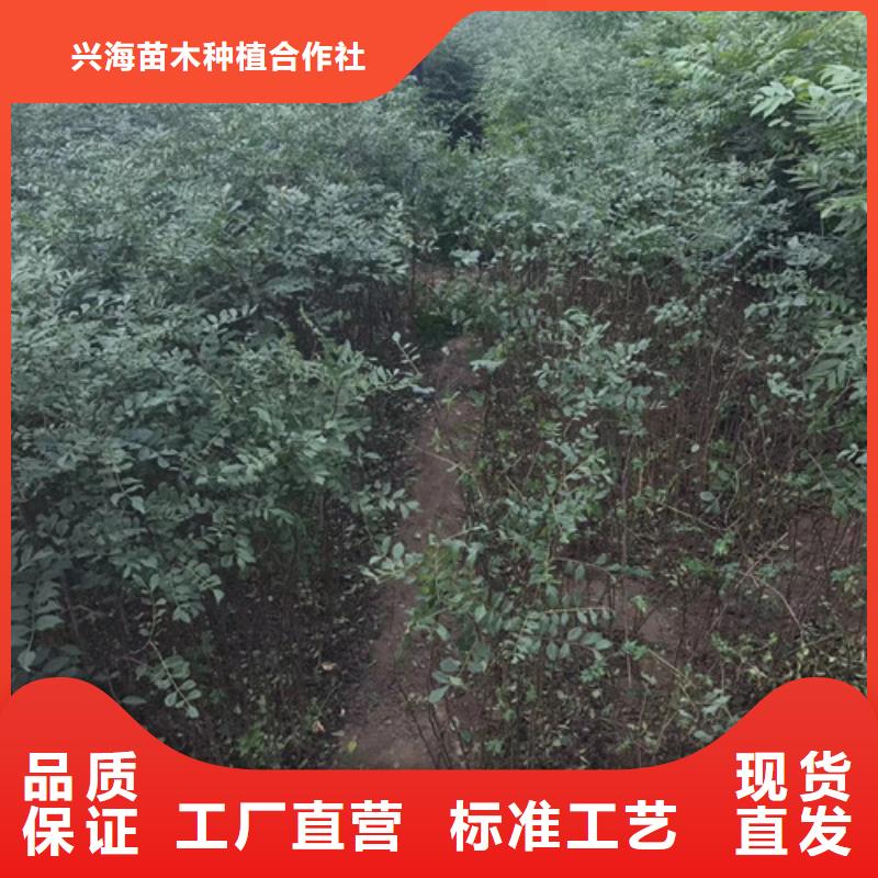 花椒苗精心打造