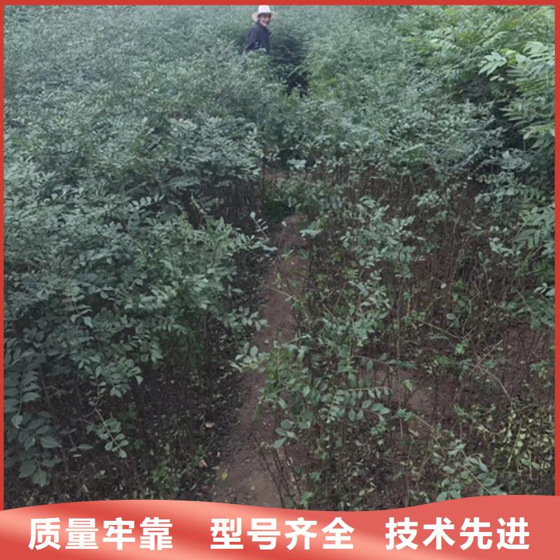 花椒苗梨樹苗實力工廠