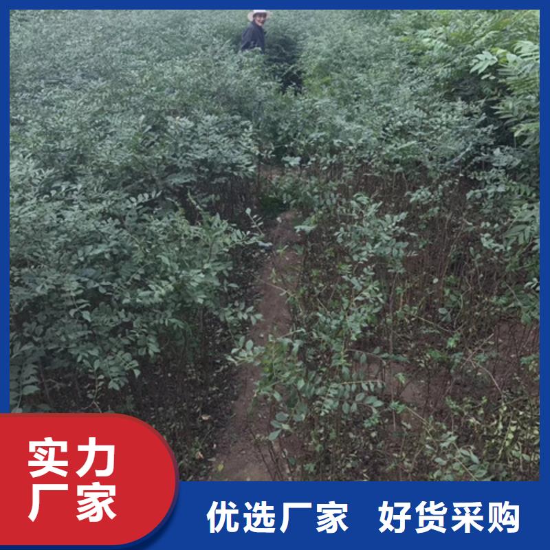 花椒苗精心打造