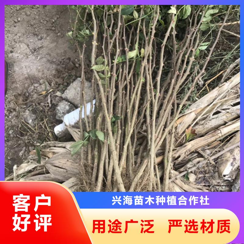 花椒苗梨樹苗實力工廠