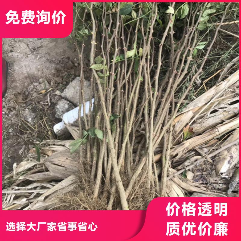 花椒苗精心打造