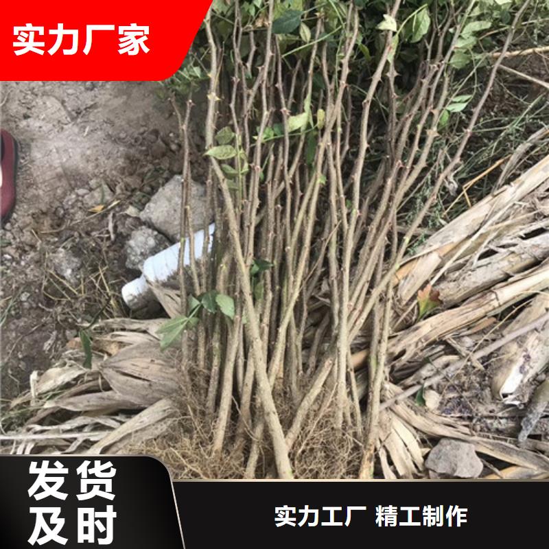 花椒苗梨樹苗實力工廠
