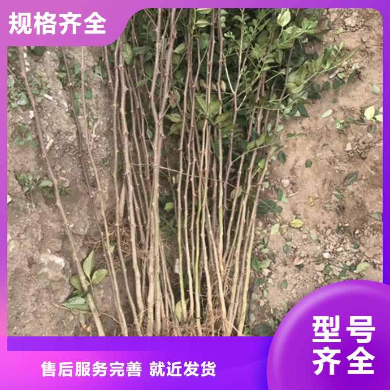 花椒苗精心打造