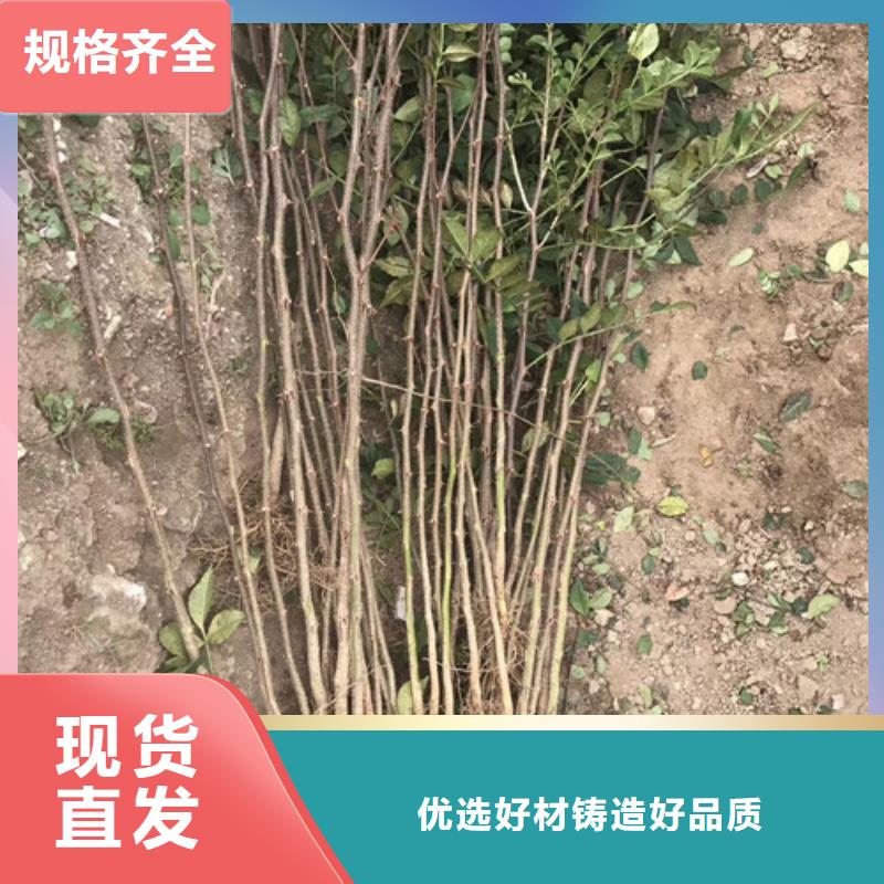 花椒苗板栗苗可接急单