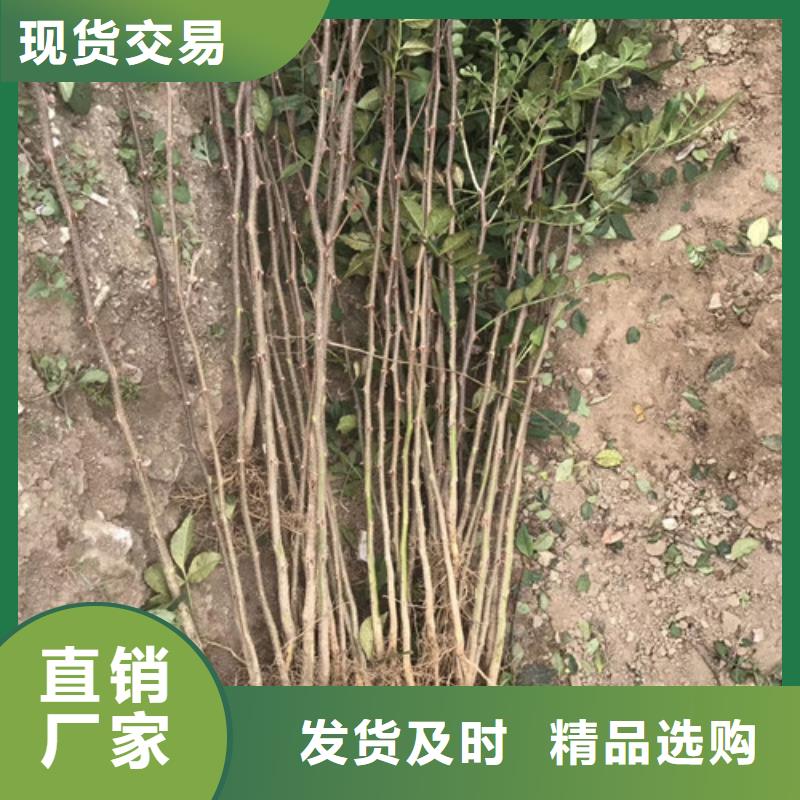 花椒苗板栗苗订购