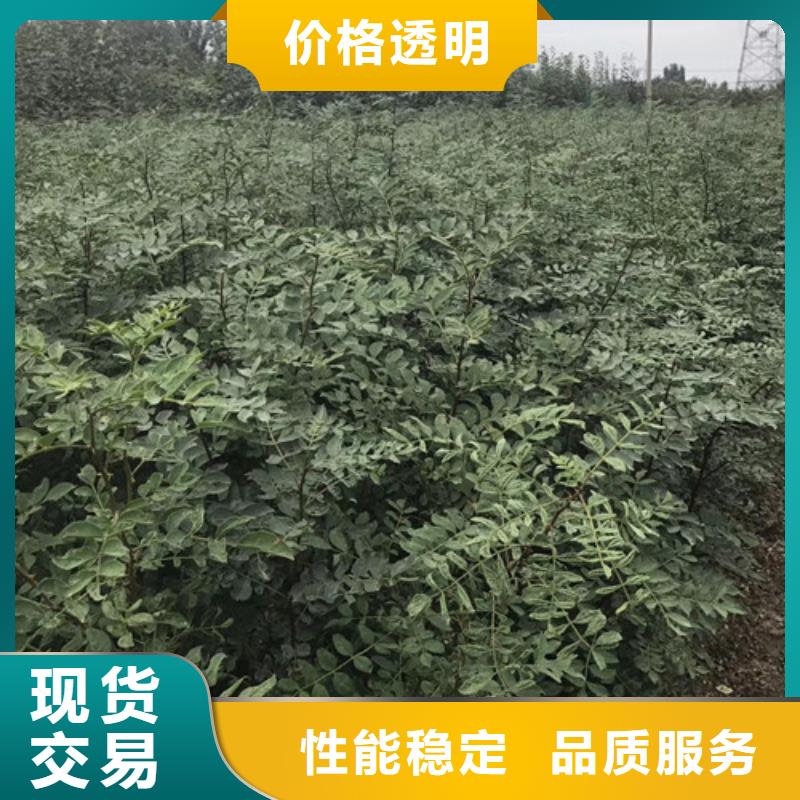 花椒苗,核桃苗質(zhì)檢嚴(yán)格放心品質(zhì)