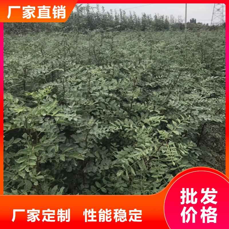 花椒苗精心打造