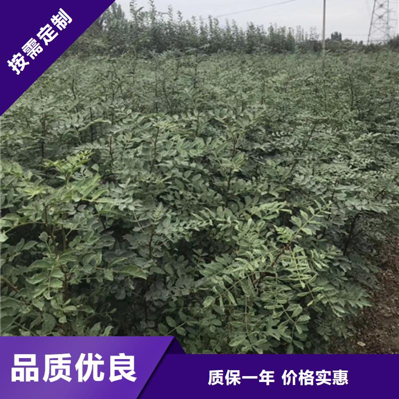 花椒苗,板栗苗工厂直营