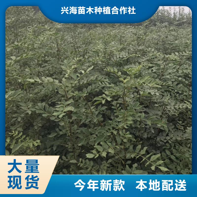 花椒苗梨樹苗實力工廠