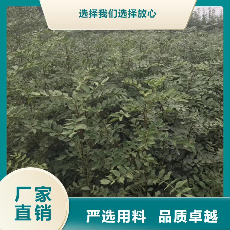 花椒苗精心打造