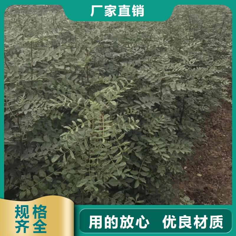 花椒苗保障
