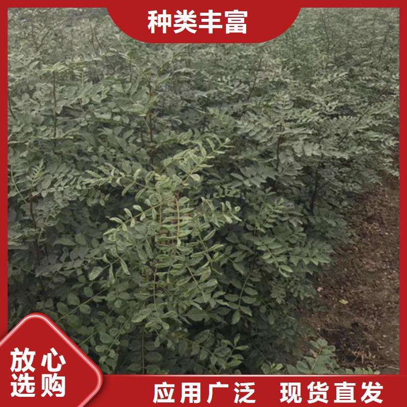 花椒苗板栗苗订购