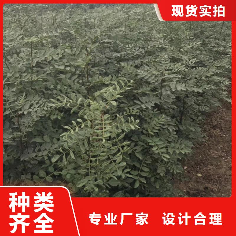 花椒苗-藍(lán)莓苗支持大小批量采購