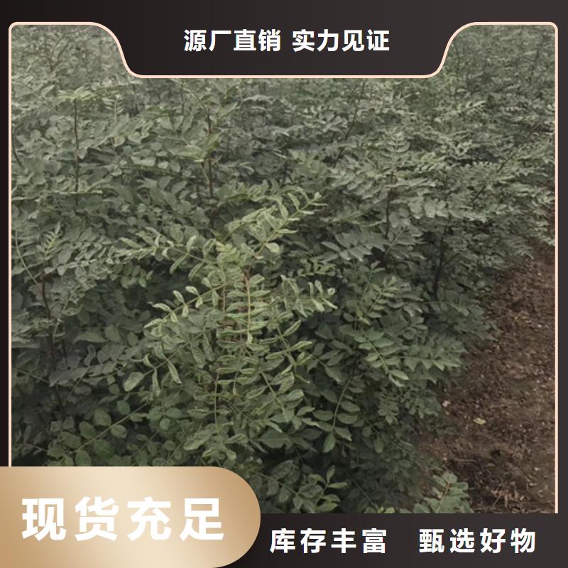 花椒苗精心打造