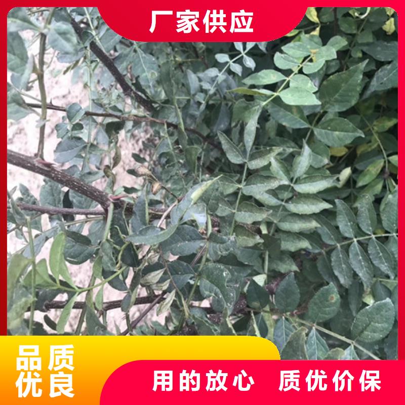 花椒苗精心打造