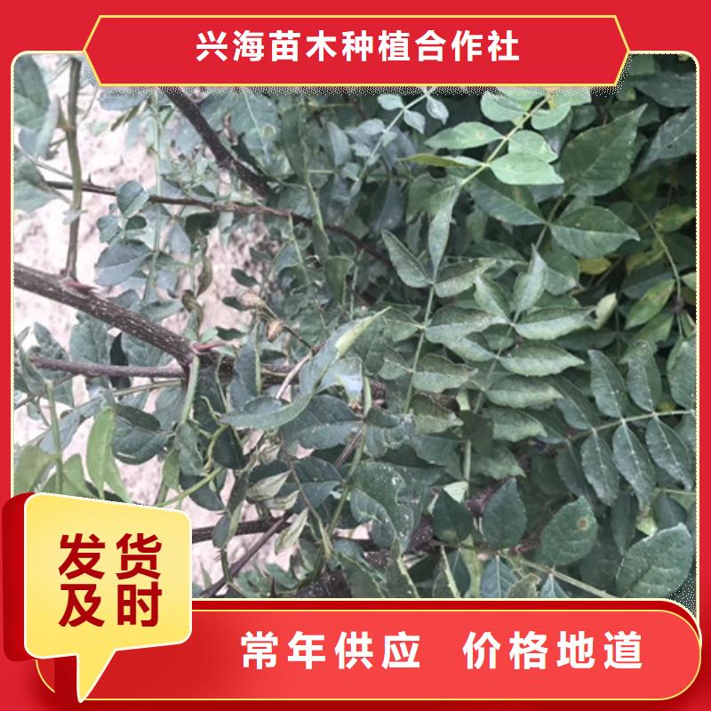 花椒苗梨樹苗實力工廠