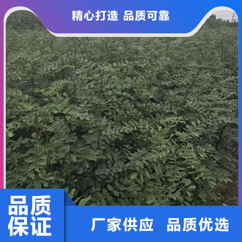花椒苗精心打造