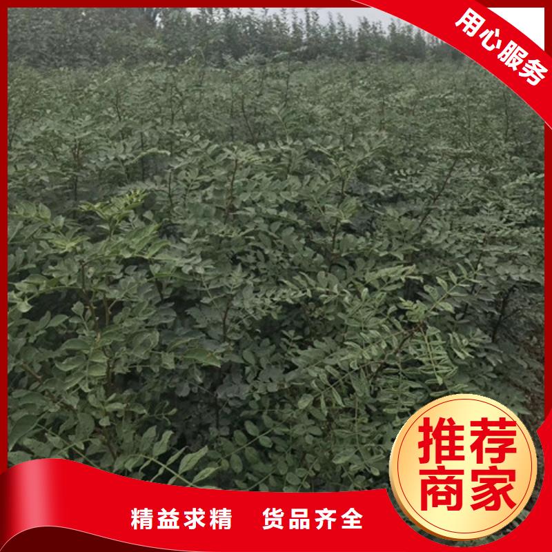 花椒苗梨樹苗實力工廠