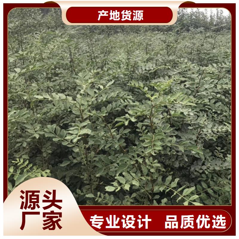花椒苗梨樹苗實力工廠