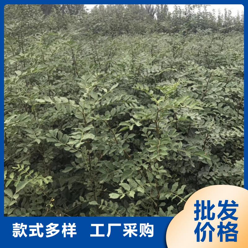 花椒苗精心打造