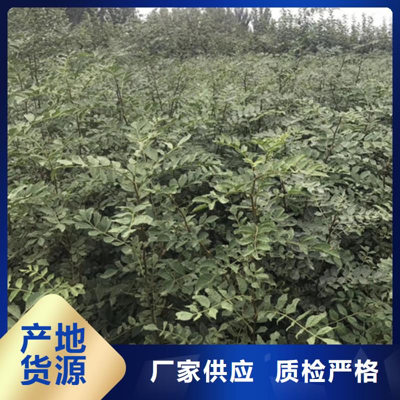 花椒苗板栗苗可接急单