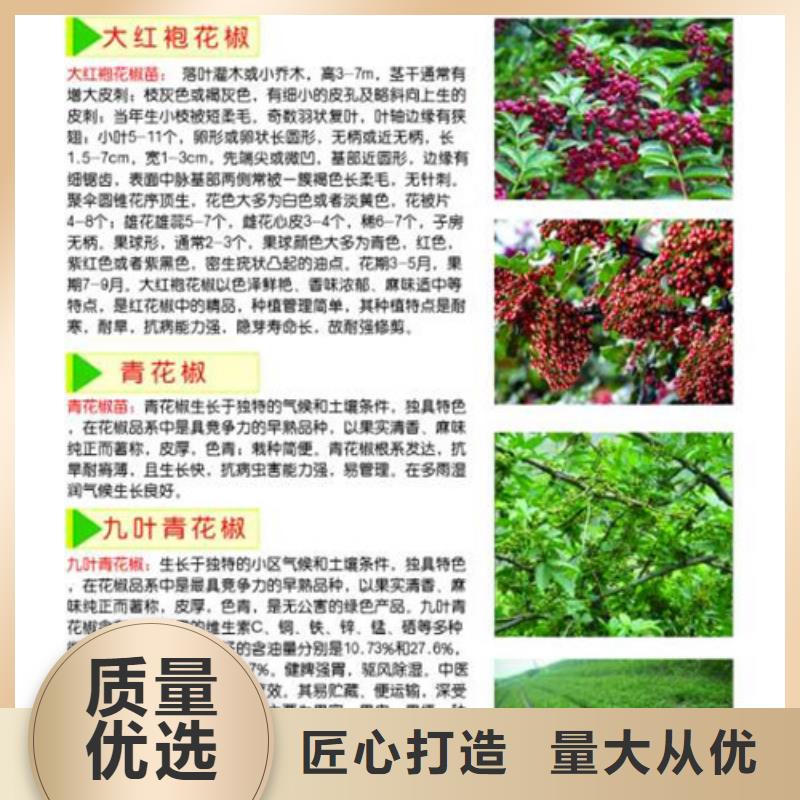 花椒苗-藍(lán)莓苗支持大小批量采購