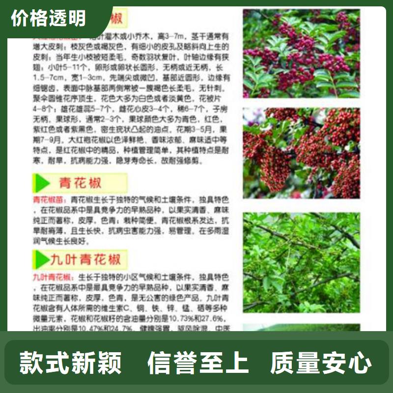 花椒苗精心打造