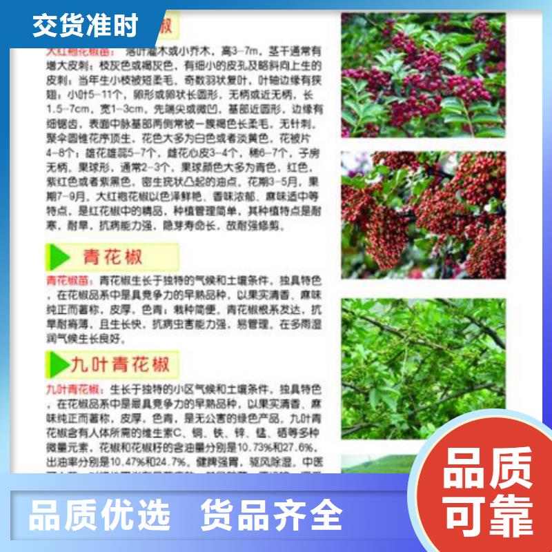 花椒苗梨樹苗實力工廠