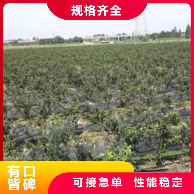蓝莓苗细节决定成败