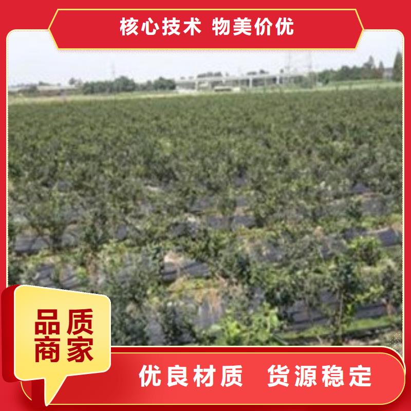 藍莓苗李子苗出貨及時