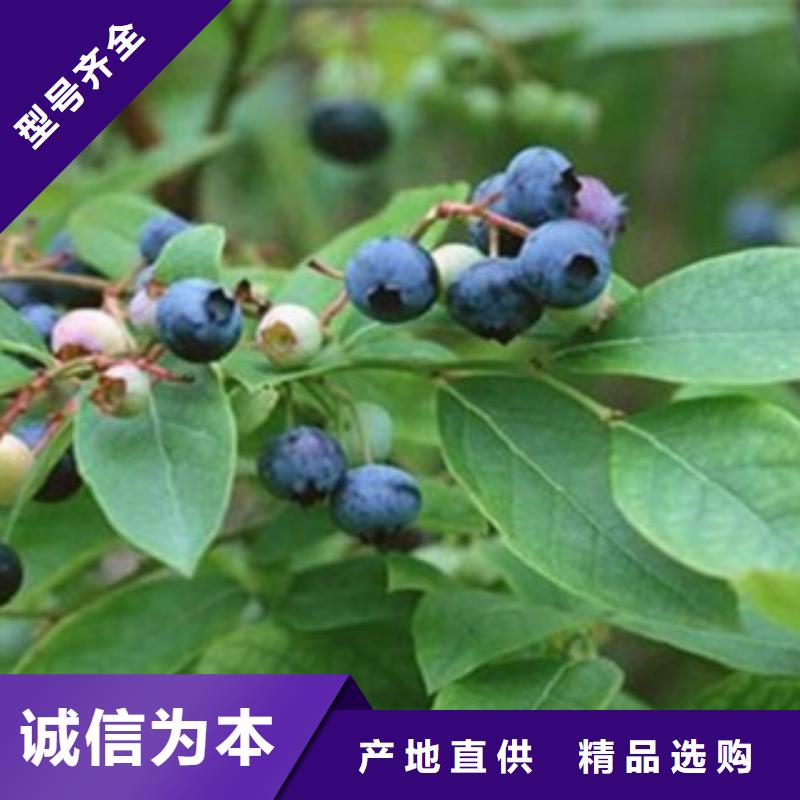 蓝莓苗_梨树苗国标检测放心购买