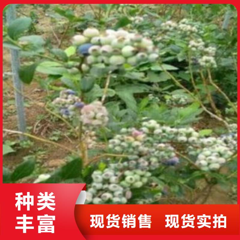 蓝莓苗山楂苗自产自销