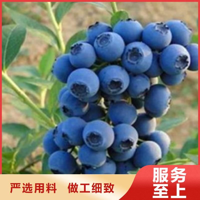 藍莓苗山楂苗甄選好廠家
