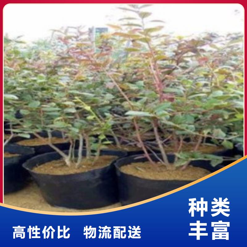 藍(lán)莓苗山楂苗自產(chǎn)自銷